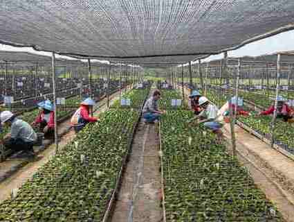 Workers inspect palm tree plants growing under nets. 工人们检查网下生长的棕榈树。