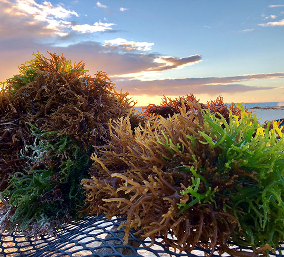 Seaweed 海藻
