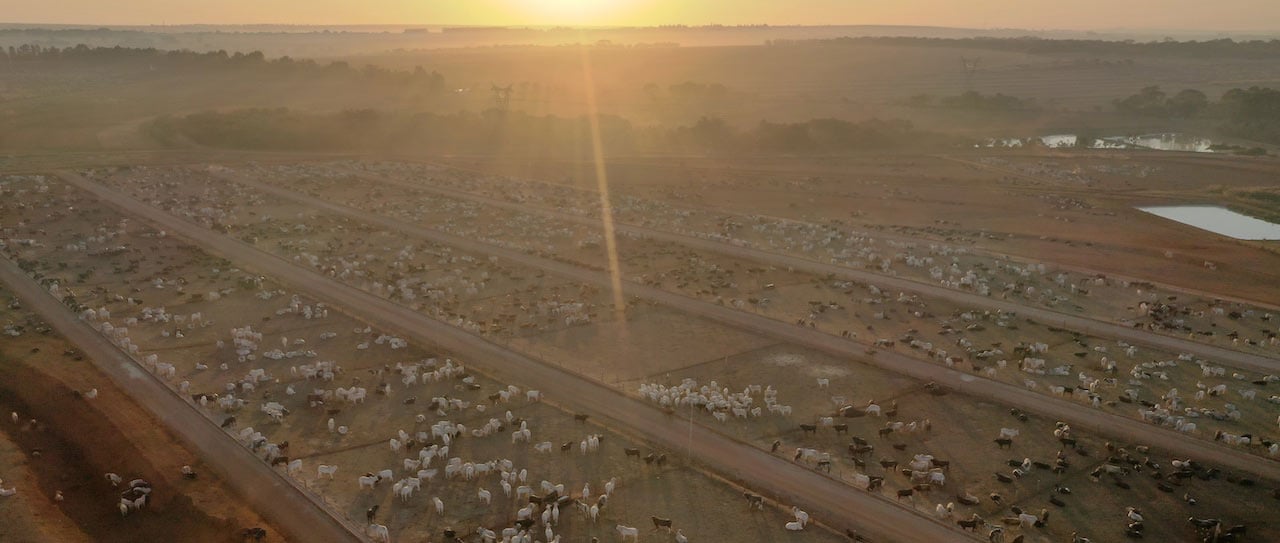 An aerial view of cattle roaming in a ranch in Brazil. 巴西牧场中漫步的牛的鸟瞰图。