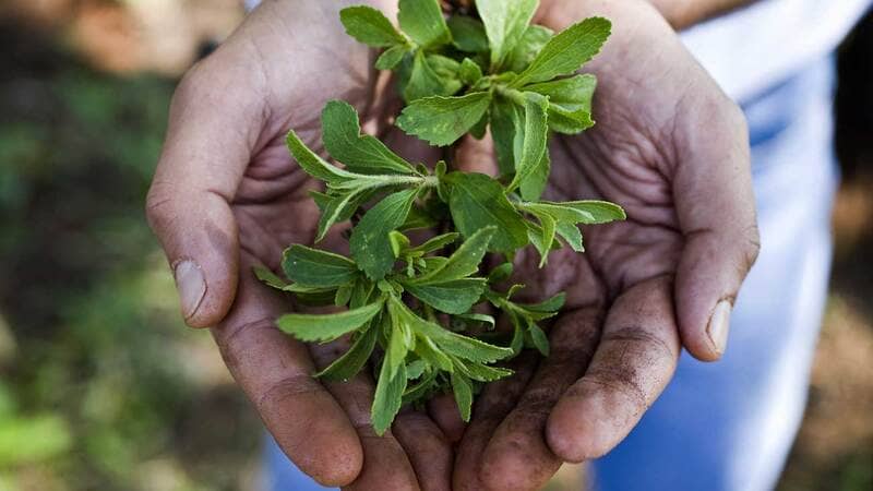 一个人手里拿着甜叶菊。